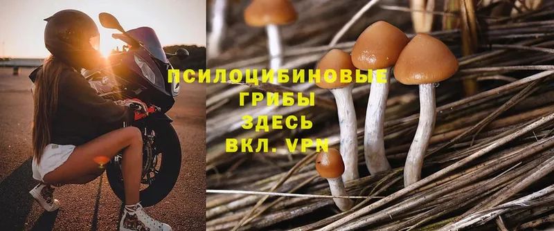 Галлюциногенные грибы Psilocybe  Киров 